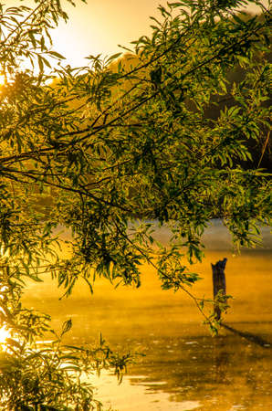 fog over the water . morning fog. thick morning mist over the lake . around the lake grow birch . landscape early in the morning warm . the sun rises and lights up the forest with a pond in the fog .の写真素材
