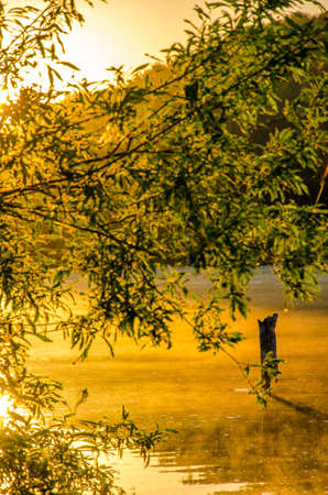 fog over the water . morning fog. thick morning mist over the lake . around the lake grow birch . landscape early in the morning warm . the sun rises and lights up the forest with a pond in the fog .の写真素材