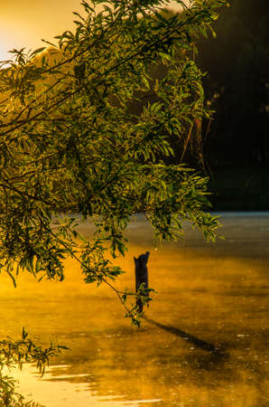 fog over the water . morning fog. thick morning mist over the lake . around the lake grow birch . landscape early in the morning warm . the sun rises and lights up the forest with a pond in the fog .の写真素材