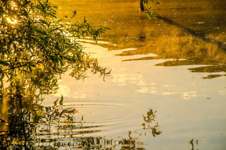 fog over the water . morning fog. thick morning mist over the lake . around the lake grow birch . landscape early in the morning warm . the sun rises and lights up the forest with a pond in the fog .の写真素材