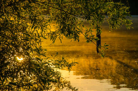 fog over the water . morning fog. thick morning mist over the lake . around the lake grow birch . landscape early in the morning warm . the sun rises and lights up the forest with a pond in the fog .の写真素材
