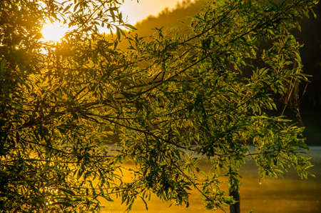 fog over the water . morning fog. thick morning mist over the lake . around the lake grow birch . landscape early in the morning warm . the sun rises and lights up the forest with a pond in the fog .の写真素材