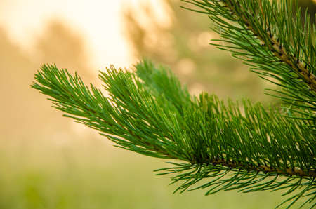 Wide Web plays in the wind. thick fog covered with thick coniferous forest. forest with a bird's eye view . coniferous trees, thickets of green forest. fog covered with thick coniferous forest.の写真素材
