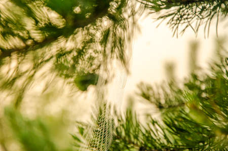 Wide Web plays in the wind. thick fog covered with thick coniferous forest. forest with a bird's eye view . coniferous trees, thickets of green forest. fog covered with thick coniferous forest.の写真素材