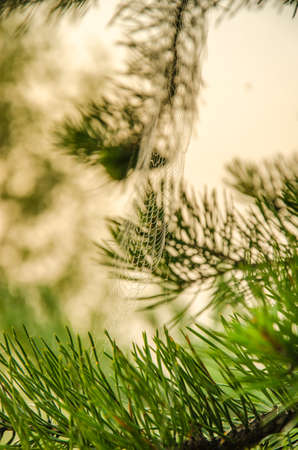 Wide Web plays in the wind. thick fog covered with thick coniferous forest. forest with a bird's eye view . coniferous trees, thickets of green forest. fog covered with thick coniferous forest.の写真素材