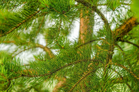 Wide Web plays in the wind. thick fog covered with thick coniferous forest. forest with a bird's eye view . coniferous trees, thickets of green forest. fog covered with thick coniferous forest.の写真素材