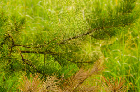 Wide Web plays in the wind. thick fog covered with thick coniferous forest. forest with a bird's eye view . coniferous trees, thickets of green forest. fog covered with thick coniferous forest.の写真素材
