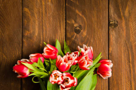 Red-white tulips on wooden boards. A bouquet of tulips on a tree. Beautiful tulips on wooden boards.の写真素材
