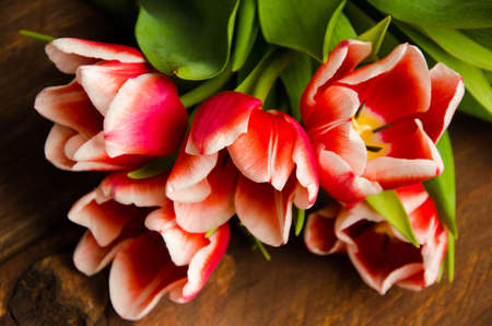 Red-white tulips on wooden boards. A bouquet of tulips on a tree. Beautiful tulips on wooden boards.の写真素材
