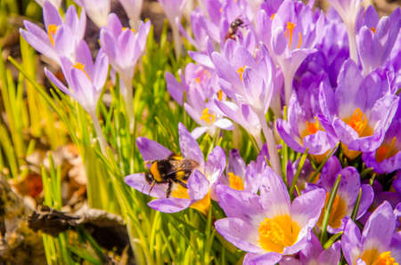 spring flower purple. blooming in the garden the crocuses