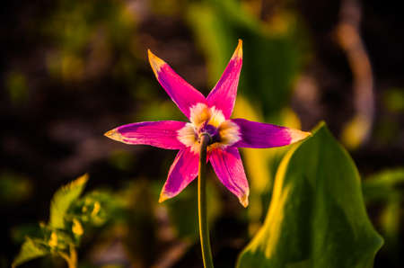 spring flowers in the forest. beautiful purple plants. green juicy grass. morning sunrise in the woodsの写真素材