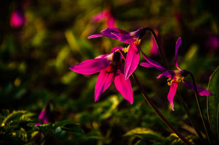 spring flowers in the forest. beautiful purple plants. green juicy grass. morning sunrise in the woodsの写真素材
