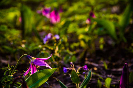 spring flowers in the forest. beautiful purple plants. green juicy grass. morning sunrise in the woodsの写真素材