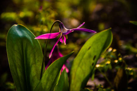 spring flowers in the forest. beautiful purple plants. green juicy grass. morning sunrise in the woodsの写真素材