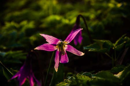 spring flowers in the forest. beautiful purple plants. green juicy grass. morning sunrise in the woodsの写真素材