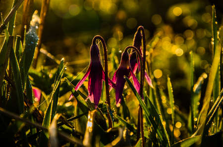 spring flowers in the forest. beautiful purple plants. green juicy grass. morning sunrise in the woodsの写真素材