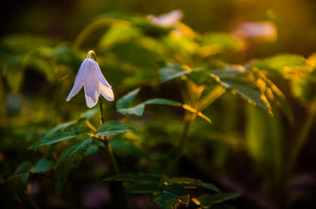 spring flowers in the forest. beautiful snowdrops . green juicy grass. morning sunrise in the woods