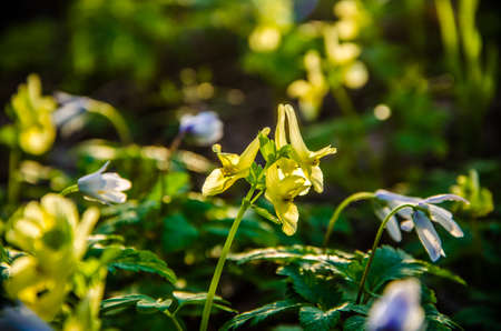 spring flowers in the forest. beautiful snowdrops . green juicy grass. morning sunrise in the woodsの写真素材