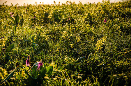 spring flowers in the forest. beautiful purple plants. beautiful yellow wildflowers. green juicy grass. morning sunrise in the woodsの写真素材