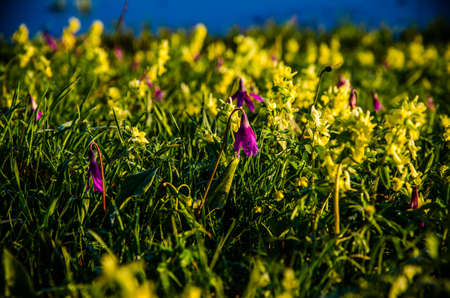 spring flowers in the forest. beautiful purple plants. beautiful yellow wildflowers. green juicy grass. morning sunrise in the woodsの写真素材