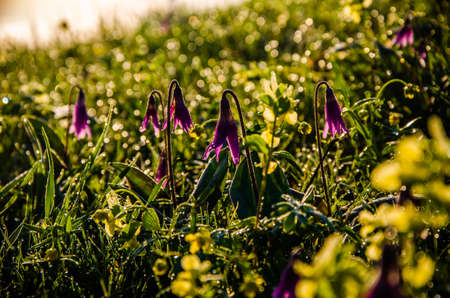 spring flowers in the forest. beautiful purple plants. beautiful yellow wildflowers. green juicy...