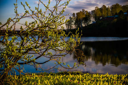 spring flowers in the forest. beautiful wild flowers . green juicy grass. morning sunrise in the woods. flower meadow by the lake.の写真素材