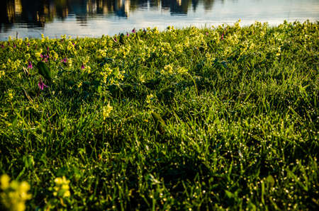 spring flowers in the forest. beautiful wild flowers . green juicy grass. morning sunrise in the woods. flower meadow by the lake.の写真素材