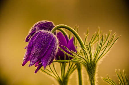 morning fog in nature. anemone on the lawn.