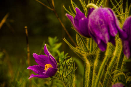 morning fog in nature. anemone on the lawn.