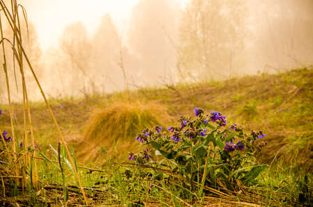 dense fog in the morning. early morning.の写真素材