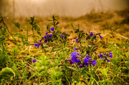 dense fog in the morning. early morning.の写真素材