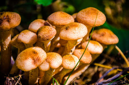 a lot of mushrooms. honey agaric. ripe mushrooms grow on a stumpの写真素材