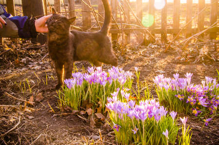 black cat in flowers. crocuses and black catの写真素材