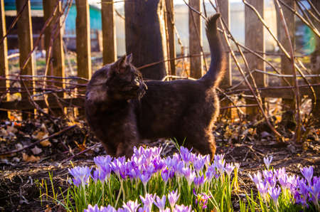 black cat in flowers. crocuses and black catの写真素材