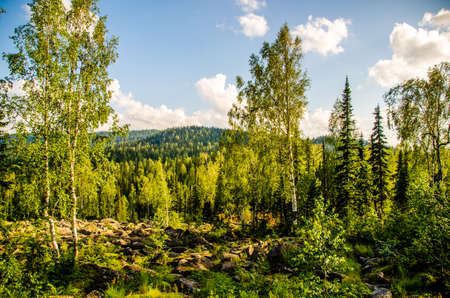 birch and pine forest. blue sky with clouds. mountains and large rocks