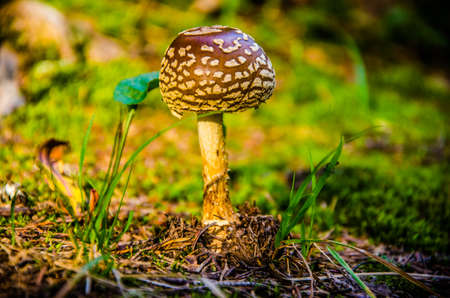 summer day in the forest. the Amanita grows in the green grassの写真素材