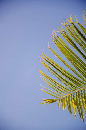 blue sky. green leaves of tropical palmの写真素材