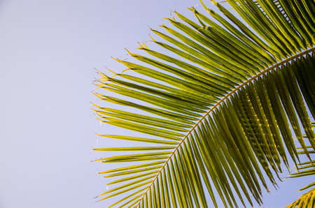 blue sky. green leaves of tropical palmの写真素材