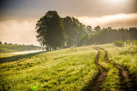 forest hiding in the fog. forest pathの写真素材