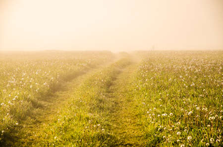 forest hiding in the fog. forest pathの写真素材
