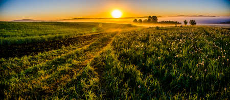 early morning. forest hiding in the fog. forest pathの写真素材