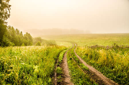 early morning. forest hiding in the fog. forest pathの写真素材