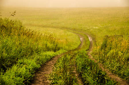 early morning. forest hiding in the fog. forest pathの写真素材