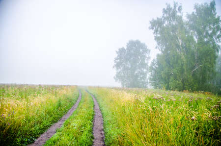 forest hiding in the fog. forest pathの写真素材