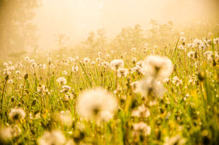 forest hiding in the fog. dandelion.の写真素材