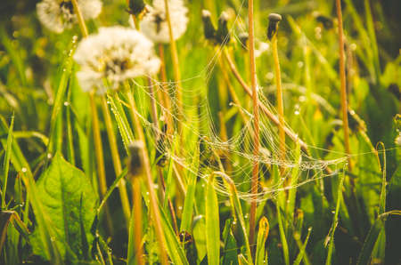 forest hiding in the fog. dandelion.