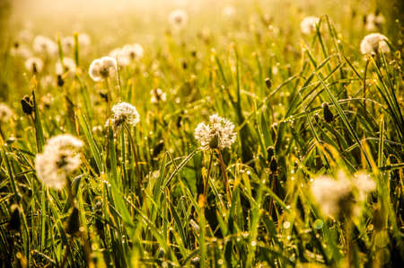 forest hiding in the fog. dandelion.
