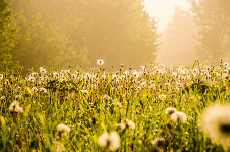 forest hiding in the fog. dandelion.の写真素材