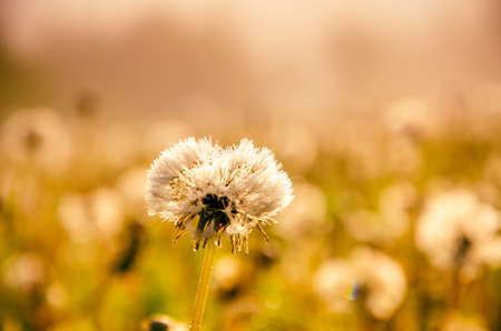 forest hiding in the fog. dandelion.の写真素材