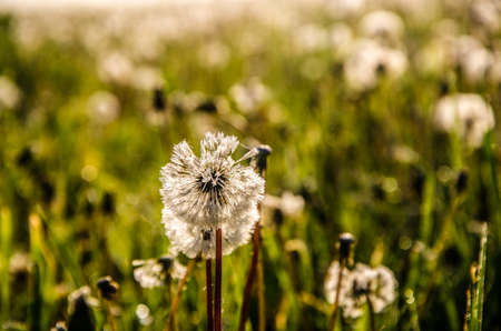 forest hiding in the fog. dandelion.